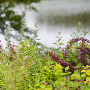 Image of ferns and other greenery beside a still lake