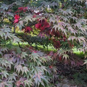Seasonal reflective practice, 26th September 2025 for the Autumn Equinox