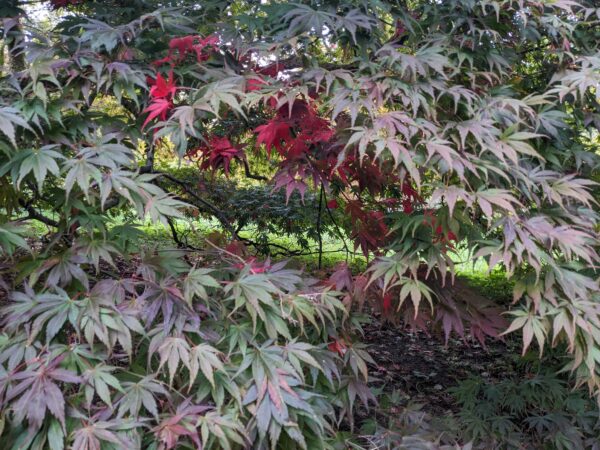 Seasonal reflective practice, 26th September 2025 for the Autumn Equinox