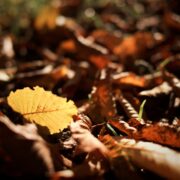 New: Autumn Equinox Reflection Workbook