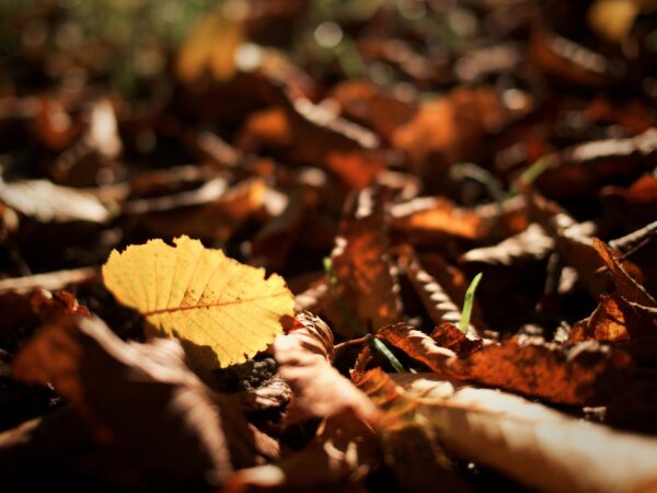 Seasonal Reflective Practice: Workbook for the Autumn